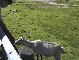 A friendly goat by the Stardalselva, 7.0 miles from Byrkjelo